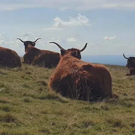 Le Cocon Du Cantal Vakantiehuis Pléaux