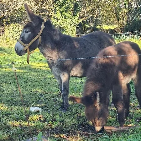 Maison De Village Pleaux