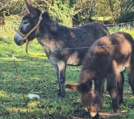 Maison De Village Pleaux